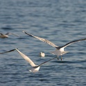 Mouettes - cygnes Vevey - 032